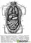 Какие органы в брюшной полости человека